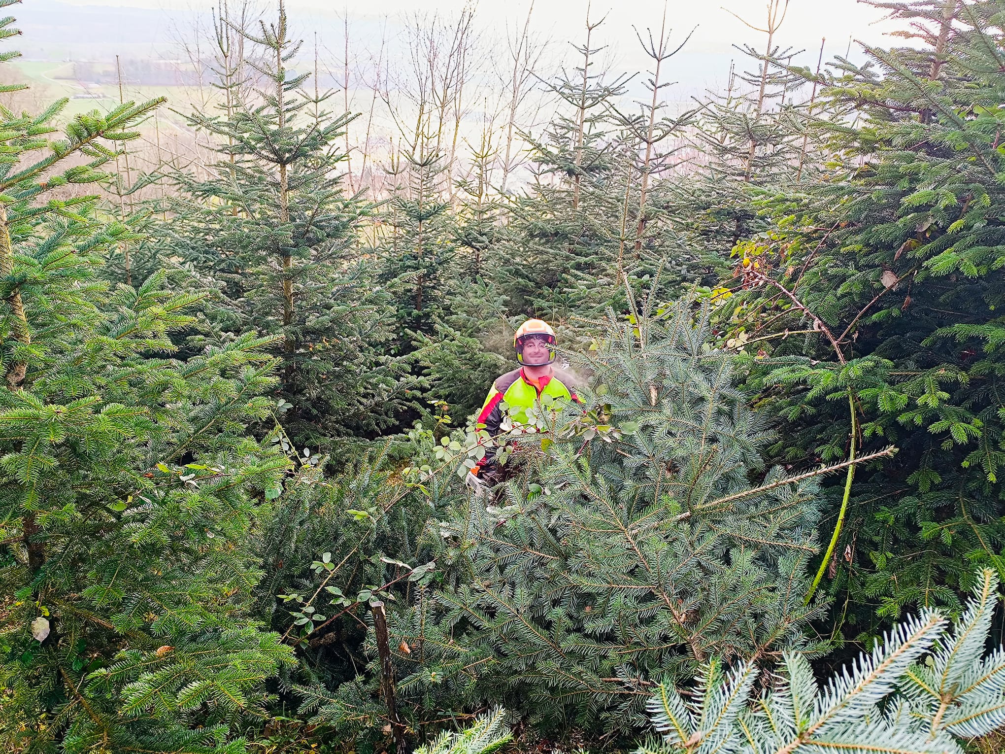 Weihnachtsbaumverkauf